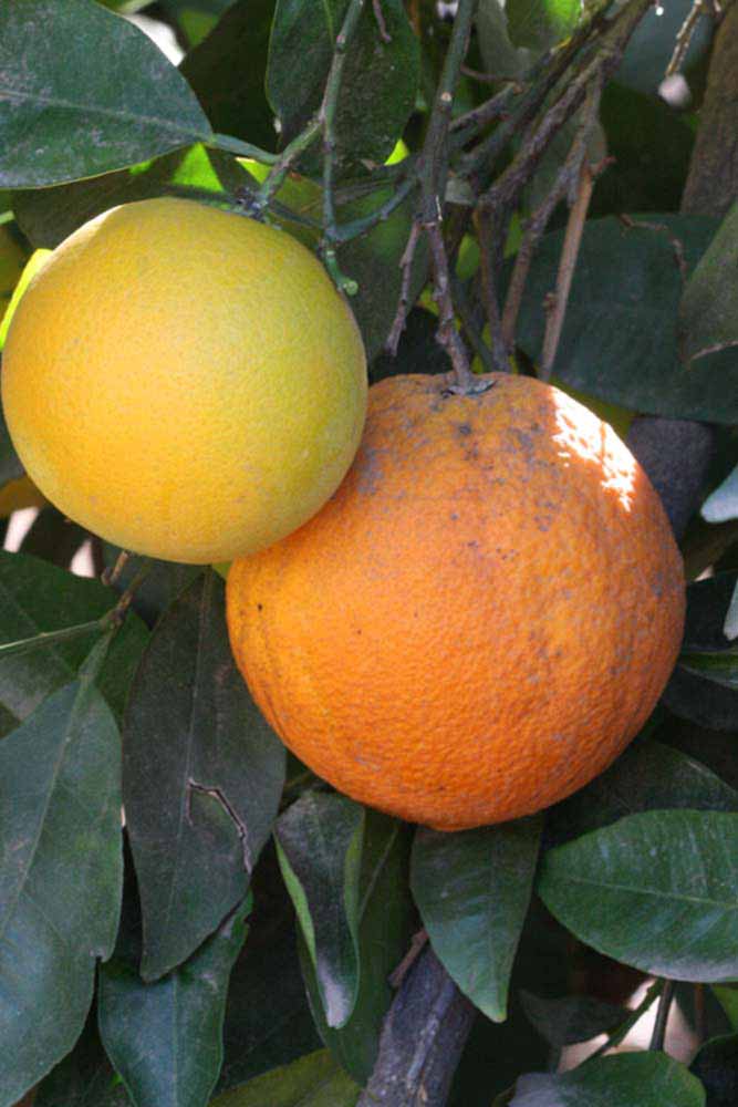              Fruit (Riverside, CA)       